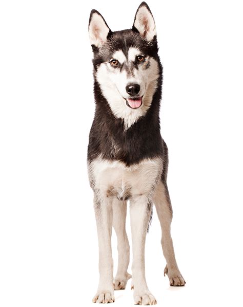 Husky: Temperament, Lifespan, Grooming, Training | Petplan