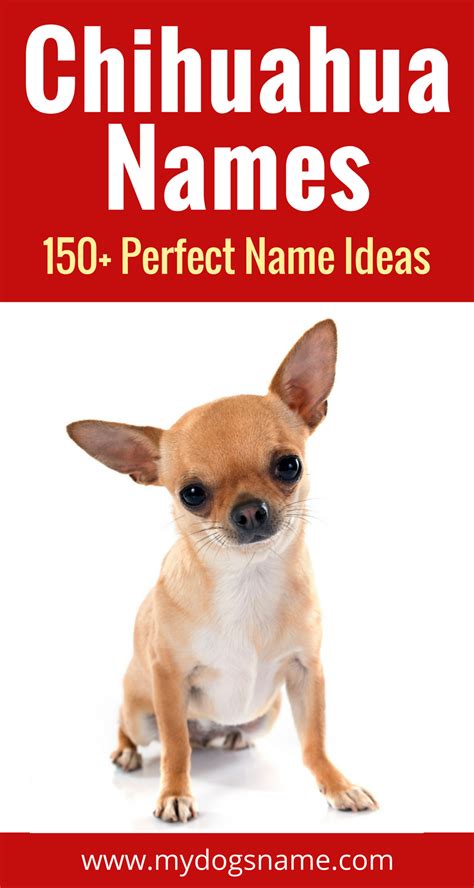 150+ Perfect Chihuahua Names - My Dog's Name | Chihuahua names, Puppy ...