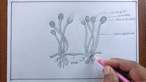 how to draw fungi diagram/fungi drawing - YouTube