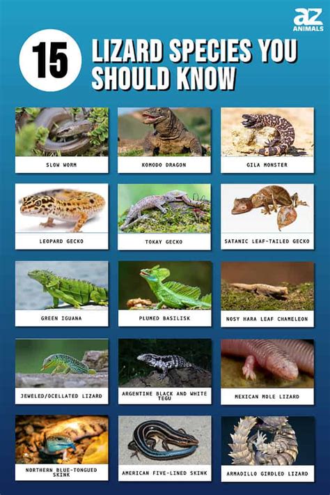 Types of Lizards: The 15 Lizard Species You Should Know! - A-Z Animals