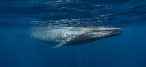 The Marine Mammal Center | Blue Whale