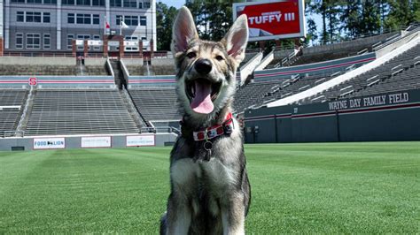 NC State athletics: Tuffy III new Wolfpack live mascot | The State