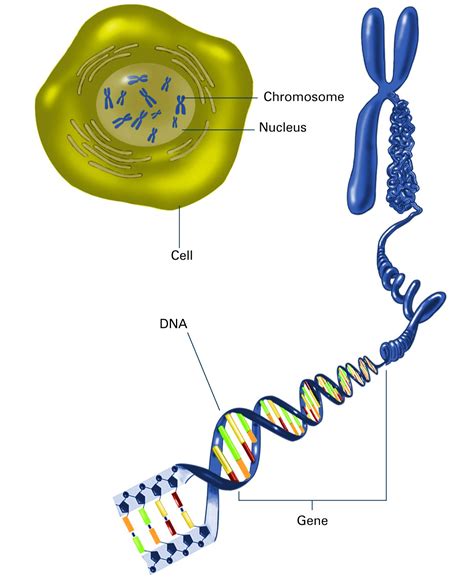 Home - Genetics - Guides @ UF at University of Florida