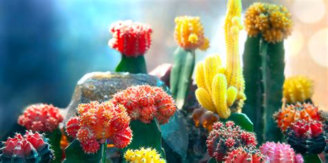 6 Colorful Cacti For Indoors And Out