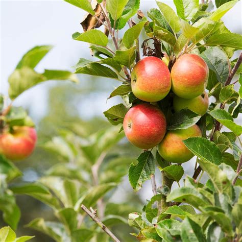 10 Best Fruit Trees to Grow at Home | The Family Handyman