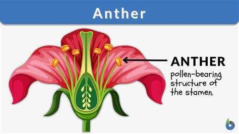 Anther Definition and Examples - Biology Online Dictionary