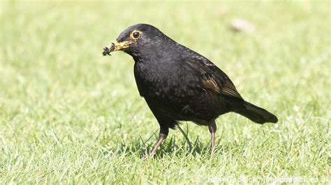 Common Blackbird male - John Caddick | John Caddick