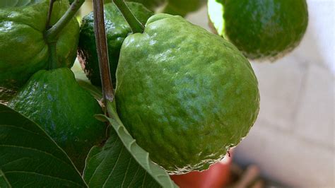 How Guava Leaves Can Solve All Skin Problems! - HealthInaSecond.com