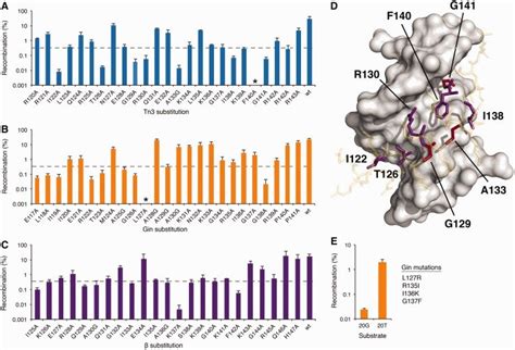 Alanine-scanning mutagenesis of the serine recombinase arm region ...