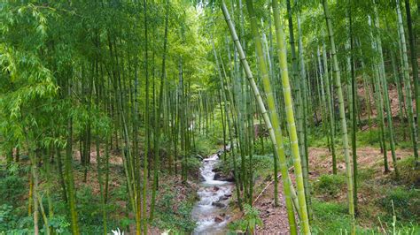 The bamboo forest of Moganshan, China - Travel & Food