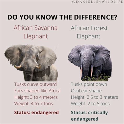 What’s the Difference Between a Savanna and Forest Elephant? — The Call ...