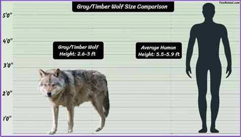 Gray/Timber Wolf Size: How Big Are They Compared To Others?