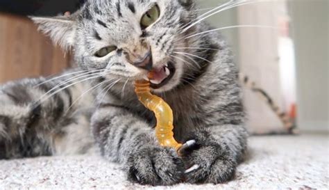 Kitten Teething - What You Need to Know - Demotix.com