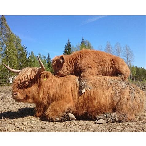 21 Highland Cattle Calf Photos to Bring a Smile to Your Day