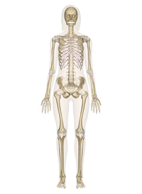 Interactive Guide to the Skeletal System | Innerbody