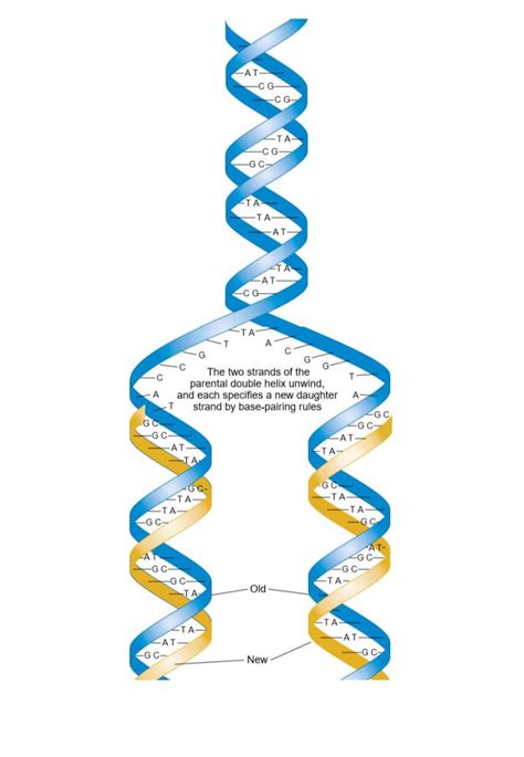 DNA Replication - Study Solutions