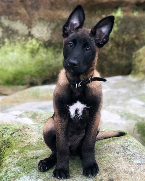 Riley 3 Months Breed ️ BELGIAN MALINOIS From @rileythemal, California ...