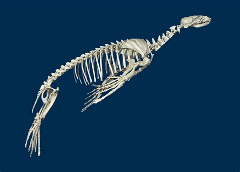 Zalophus Californianus skeleton | Esqueleto, Elefante marino, Anatomía ...