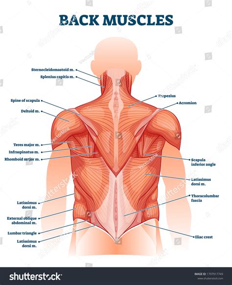 Human Muscle Anatomy Back