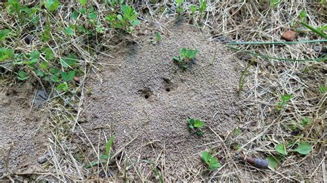 ant mound or hill in dirt with grass or lawn 7709688 Stock Photo at ...