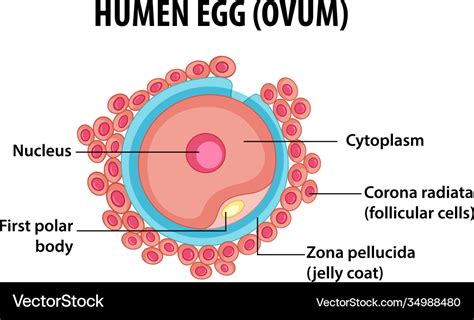 Human egg or ovum structure for health education Vector Image