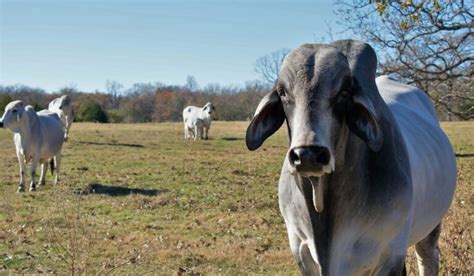 Rare Cattle Breeds - Farmhouse Guide