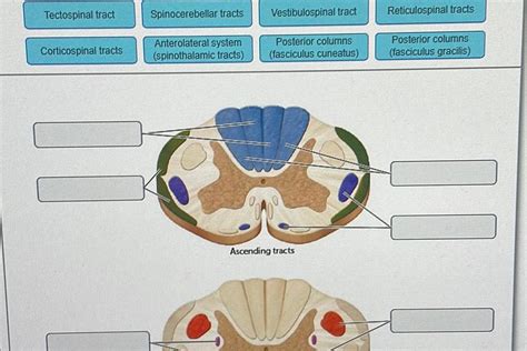 [ANSWERED] Tectospinal tract Corticospinal tracts Spinocerebellar - Kunduz