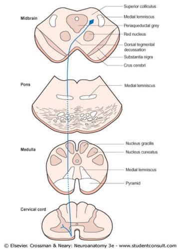 Tectospinal tract Flashcards | Quizlet