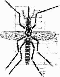 Gambar Telur Nyamuk Aedes Aegypti – cabai