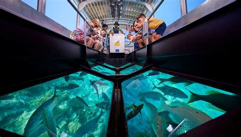 Glass Bottom Boats Tours Of The Reef | Cairns & Great Barrier Reef