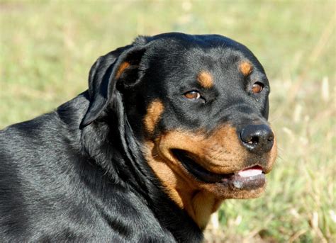 How To Stop A Rottweiler Biting - The Quick & Easy Way