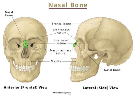 Human Nose Bone Anatomy