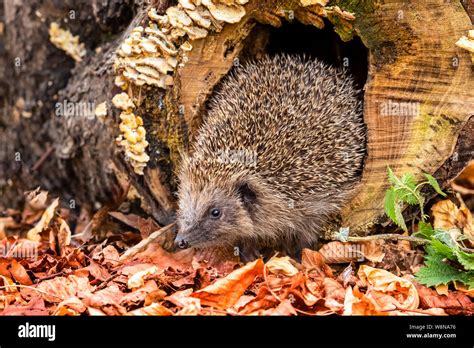 Hedgehog, (Scientific name: Erinaceus europaeus) Wild, native, European ...