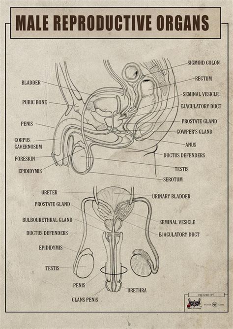 Male Reproductive System Anatomy Labeled | Images and Photos finder