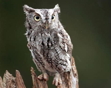 Eastern Screech Owl Facts, Habitat, Diet, Life Cycle, Baby, Pictures