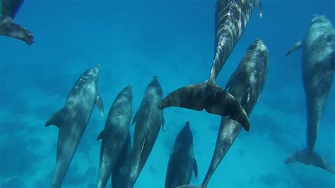 Dolphins in their natural habitat - YouTube