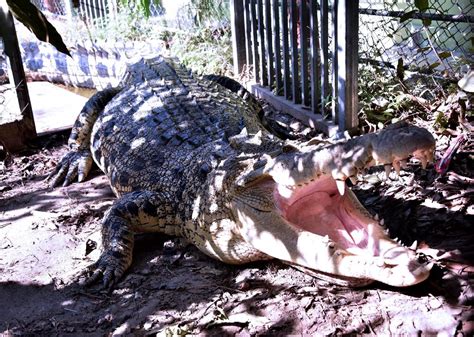 Nile Crocodile Attacks Human