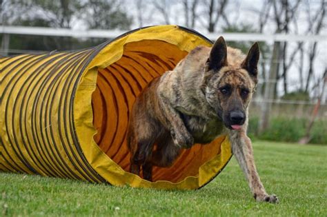 Agility training, runs, through, dutch, shepherd, HD wallpaper | Peakpx