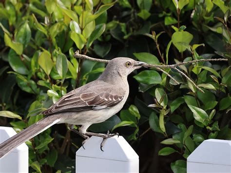 Northern Mockingbird Nesting (Behavior, Eggs, Location) | Birdfact