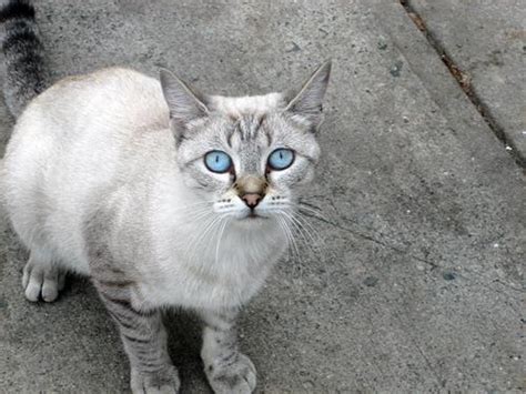 Ojos Azules Cat Info, History, Personality, Kittens, Diet, Pictures