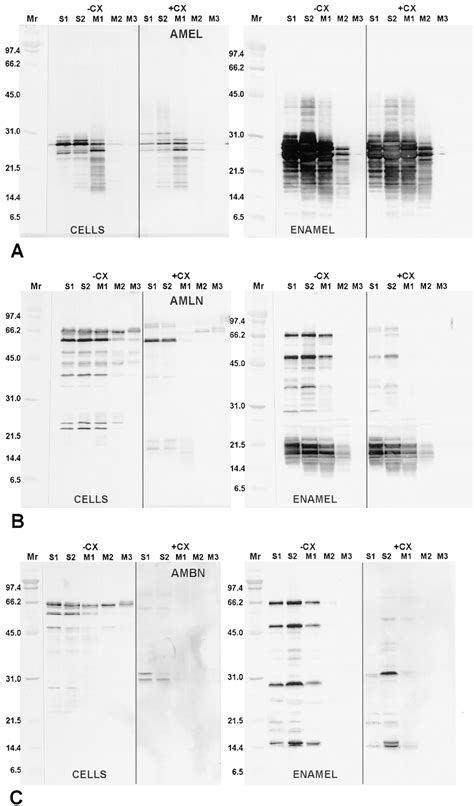 Immunoblots of whole enamel organ cell (CELLS) and enamel homogenates ...