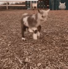 Jumping Kid Jumping GIF – Jumping Kid Jumping Baby Goat – discover and ...