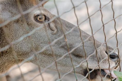 Horizontal Shot of the Muzzle of a Spotted Deer Eating Grass. Close Up ...