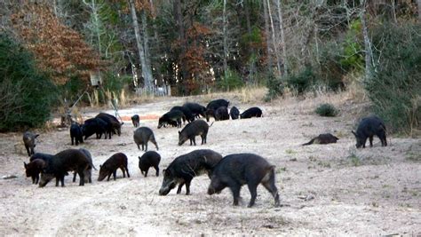 Wild Hog - 1 Day Hunt - Antlered Acres: Okeechobee Hunting