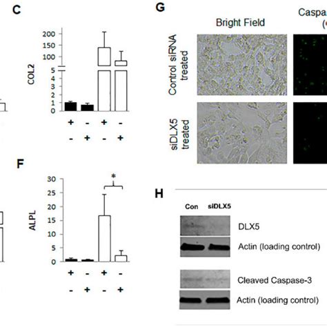 Cell surface markers utilized for immunophenotyping. | Download ...