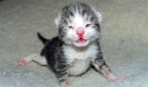 When Do Kittens Open Their Eyes? | Kitten eyes, Newborn kittens, Pets cats