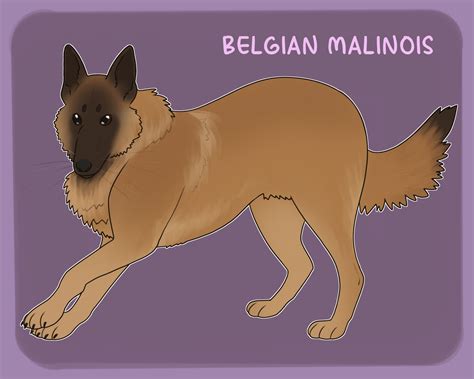 Belgian Malinois by twilidramonart on DeviantArt