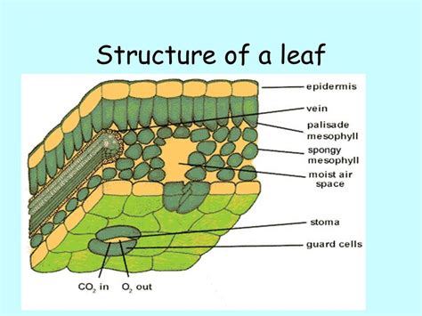 [DIAGRAM] Printable Leaf Diagram - MYDIAGRAM.ONLINE