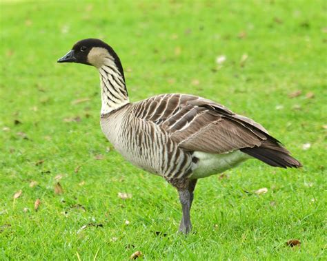 Hawaiian Goose or Nene (Branta sandvicensis) | Hawaiian Goos… | Flickr