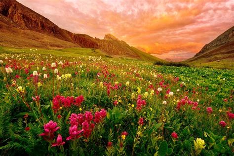 Mountain Wildflowers Wallpapers - Wallpaper Cave